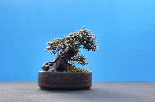 cotoneaster bonsai